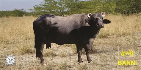 Banni Buffalo